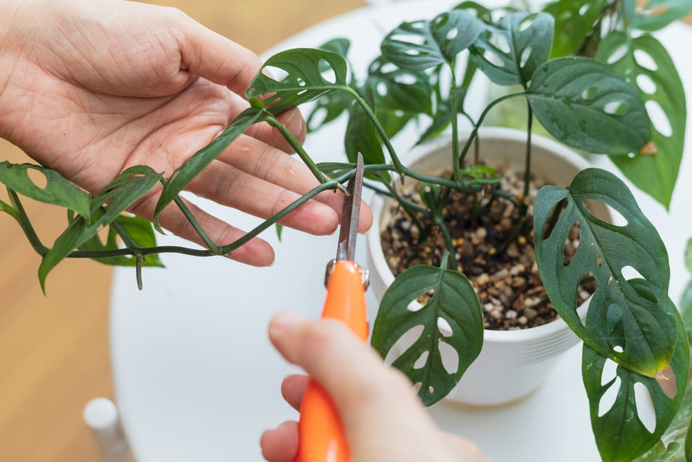 How to Propagate Swiss Cheese Plant