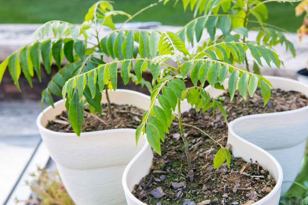 How to Prune Curry Leaf Plant