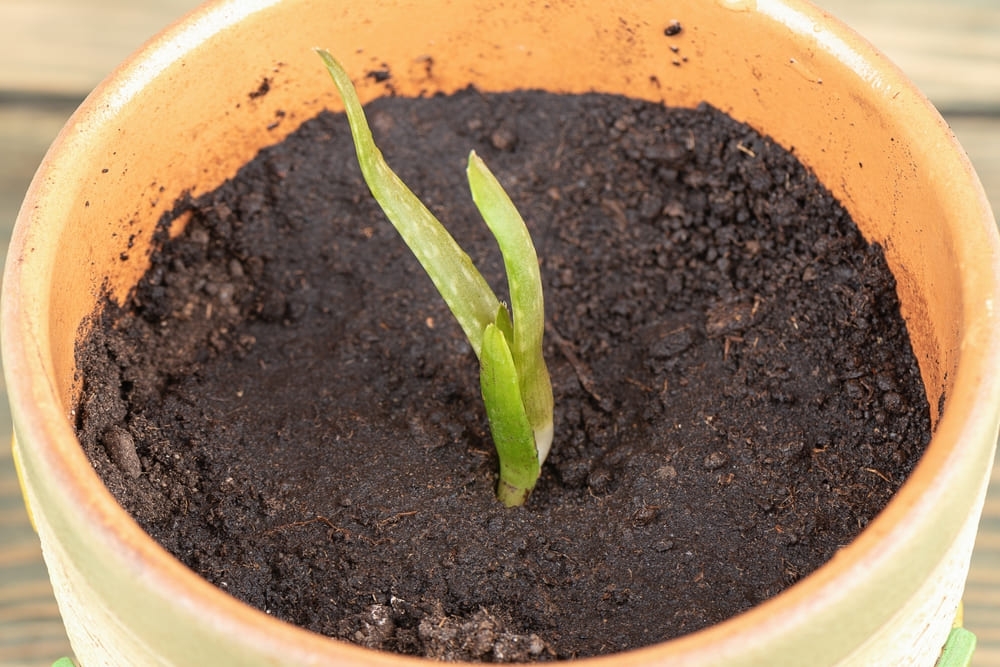 How to Save Aloe Plant with No Roots
