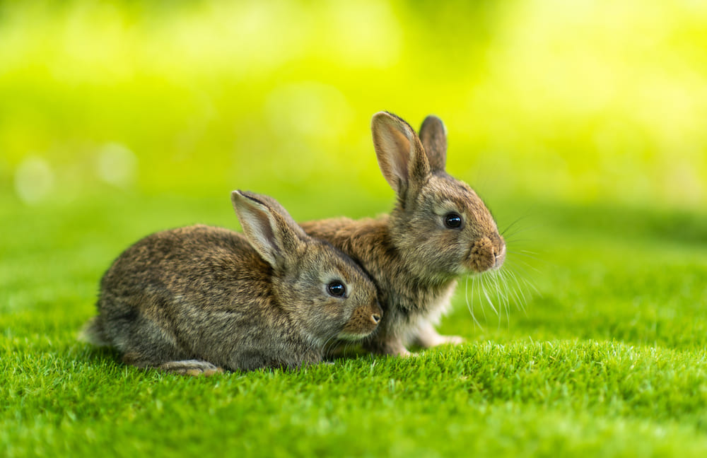 Is Artificial Grass Safe for Rabbits