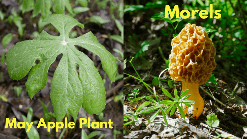 May Apple Plant and Morels