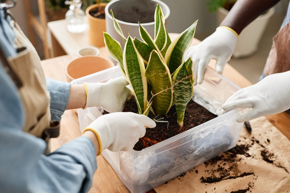 Potting and Repotting Tips for Snake Plants