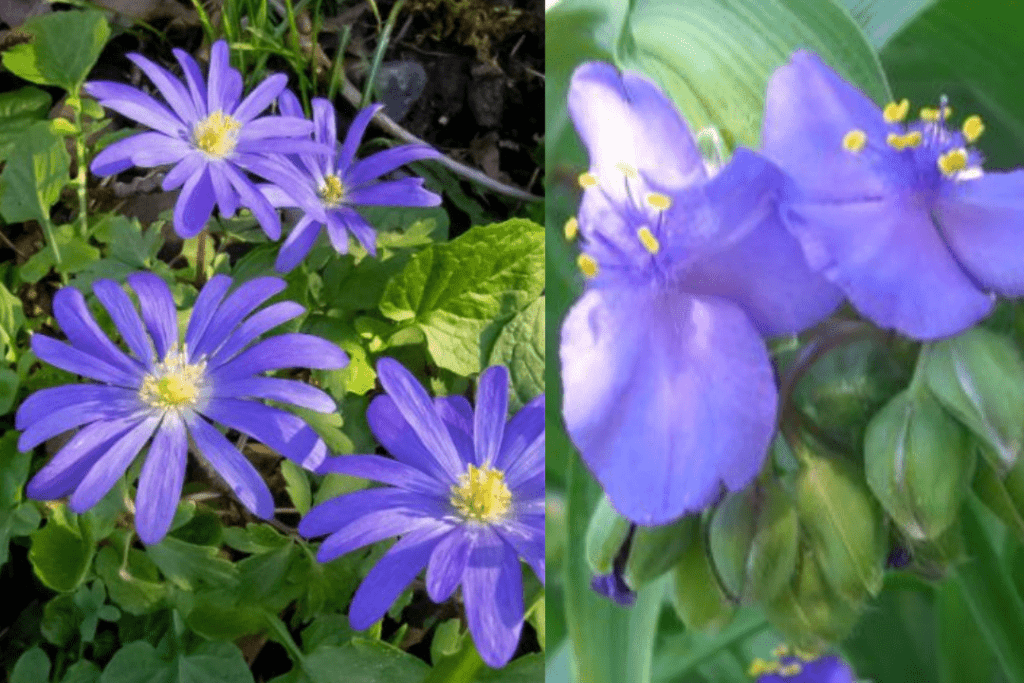 Purple Flowers That Close at Night
