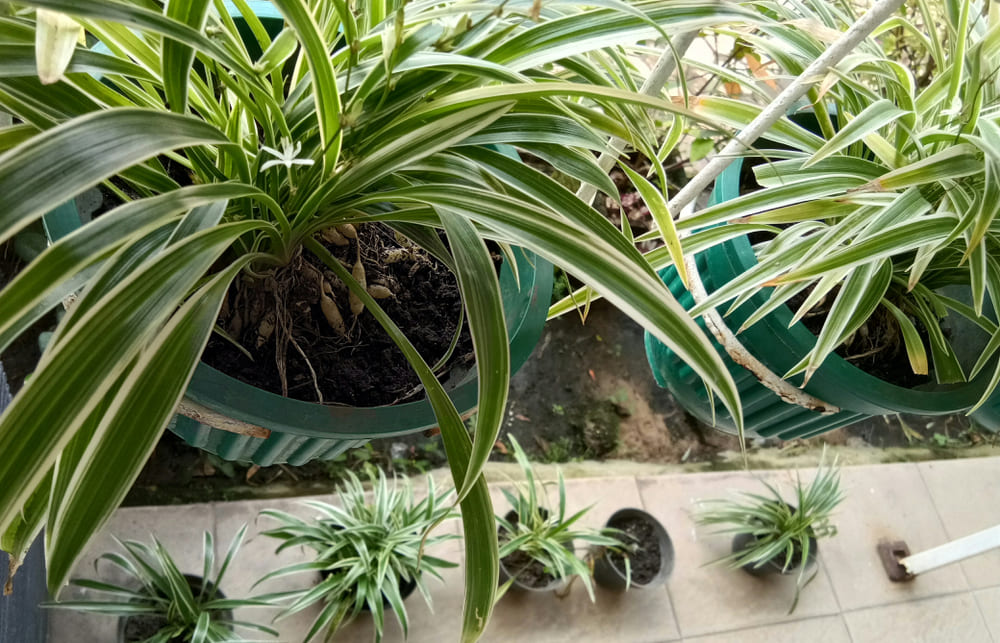 Right Location for Your Spider Plant