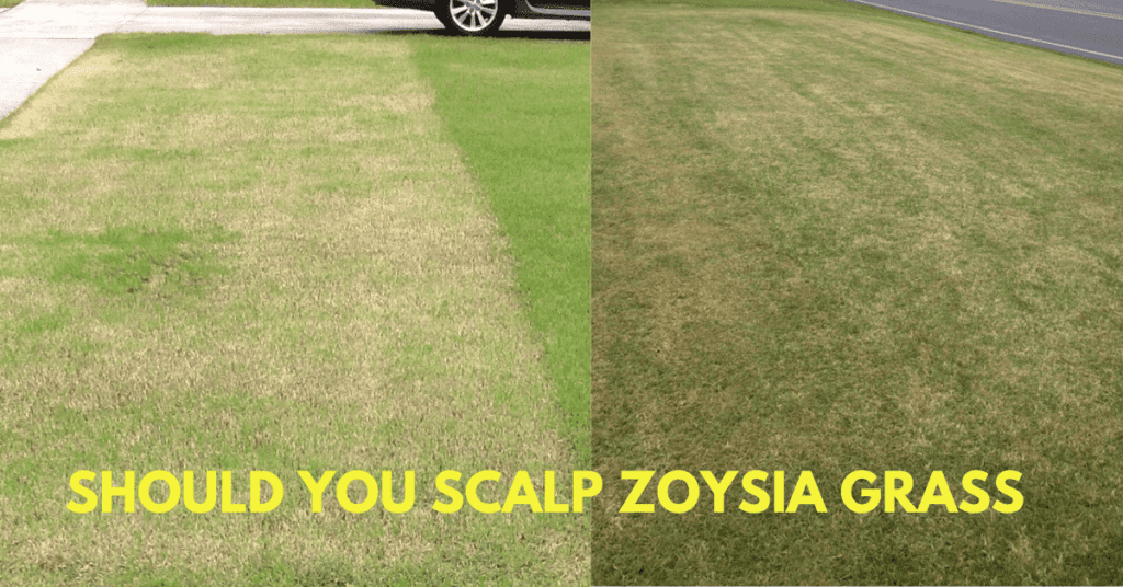 Should You Scalp Zoysia Grass