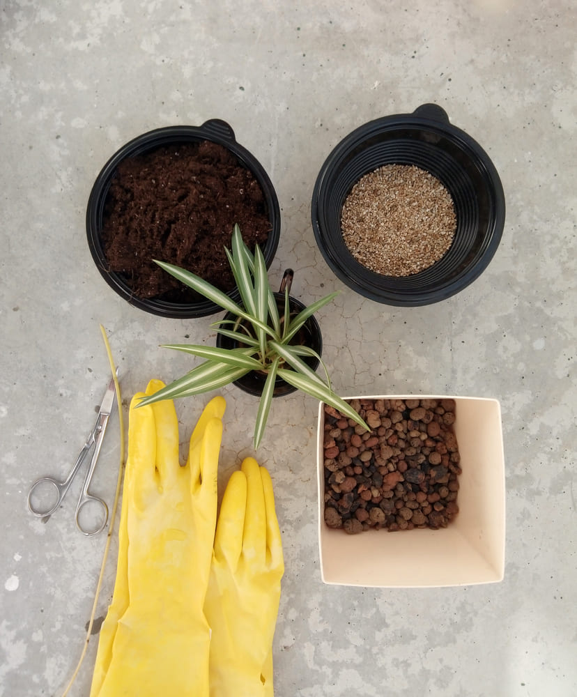 Spider Plant Propagation and Repotting