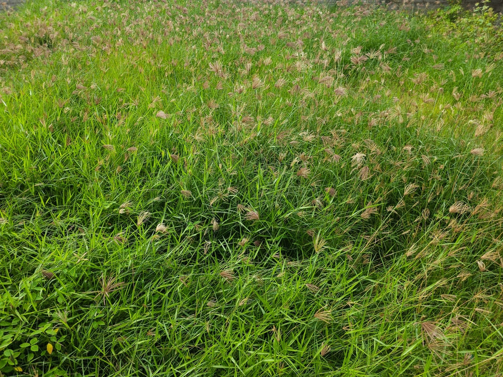 Weed Control on Bermuda Grass