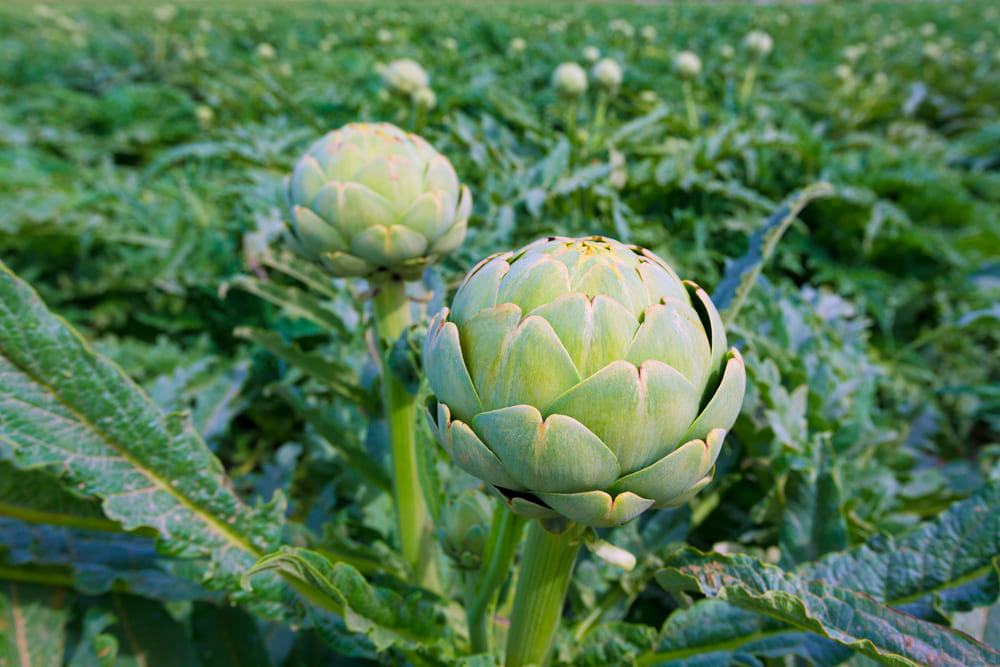 What Can You Not Plant with Artichokes