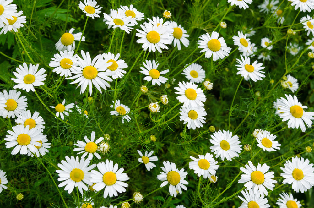 What to Plant with Chamomile