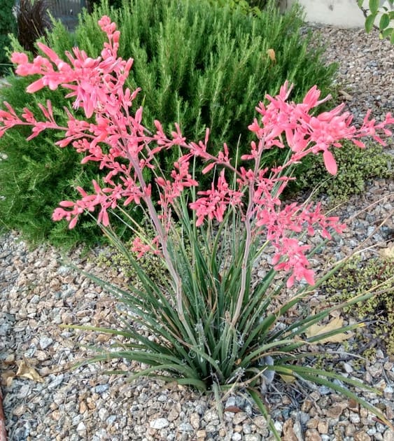 What to Plant with Red Yucca