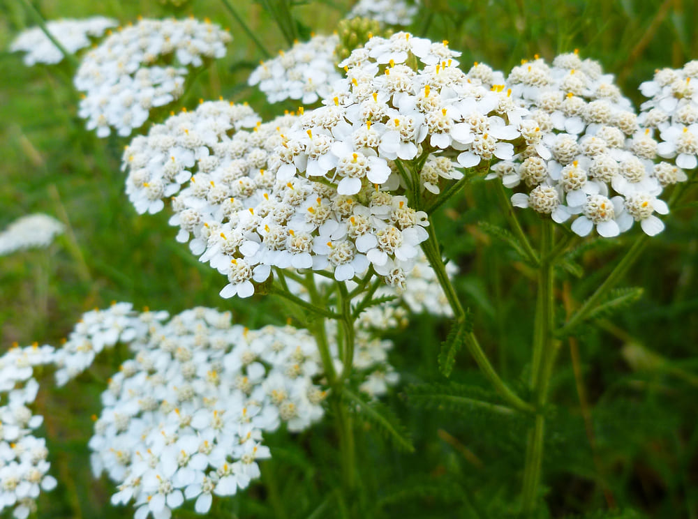What to Plant with Yarrow