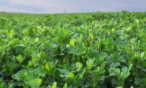 When to Plant Alfalfa in Missouri