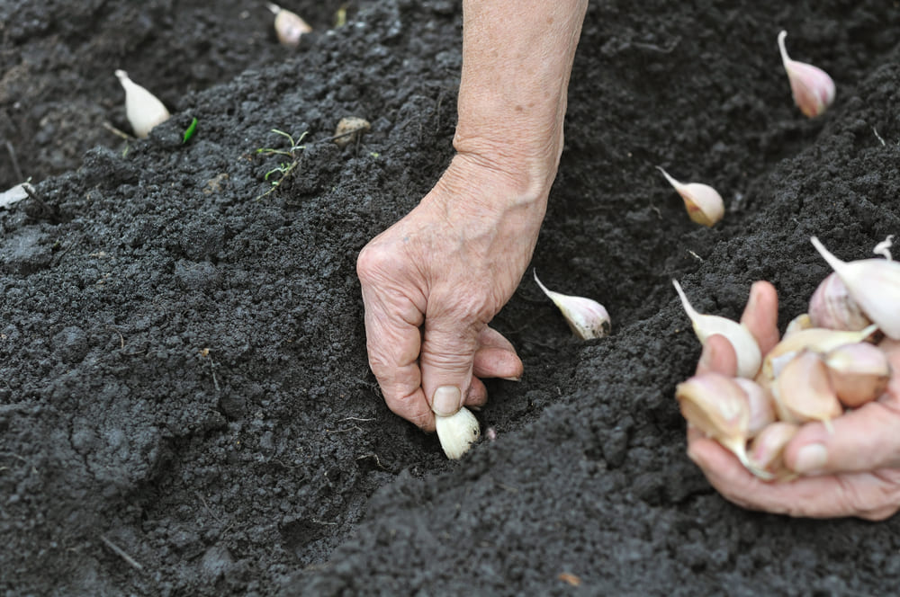 When to Plant Garlic in Rhode Island