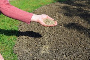 When to Plant Grass Seed in Idaho