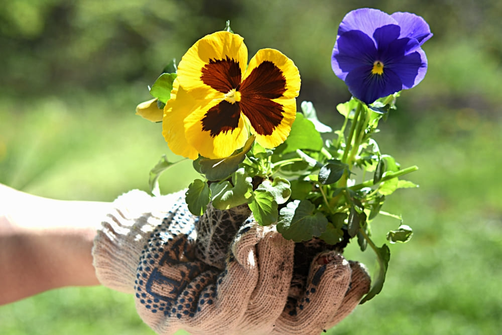 When to Plant Pansies in Tennessee