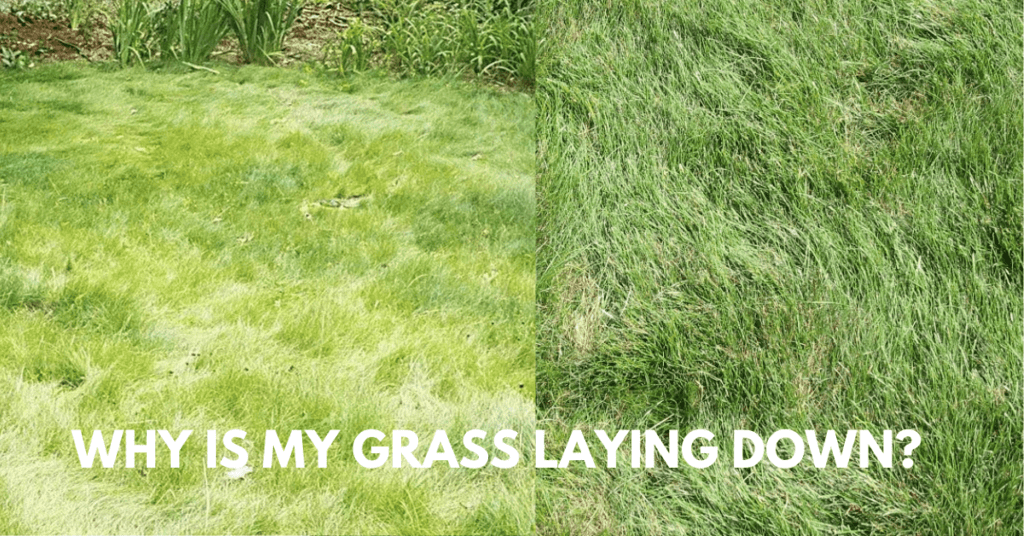 Why Is My Grass Laying Down